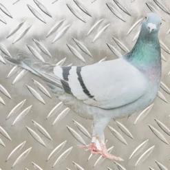 Carte Postale Merci - Pigeon