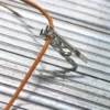 Pince à linge en inox